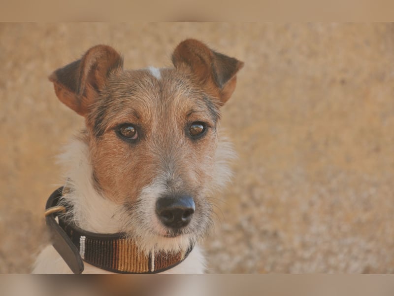 Bist du bereit, mit Foxy durch dick und dünn zu gehen?