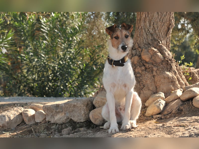 Bist du bereit, mit Foxy durch dick und dünn zu gehen?