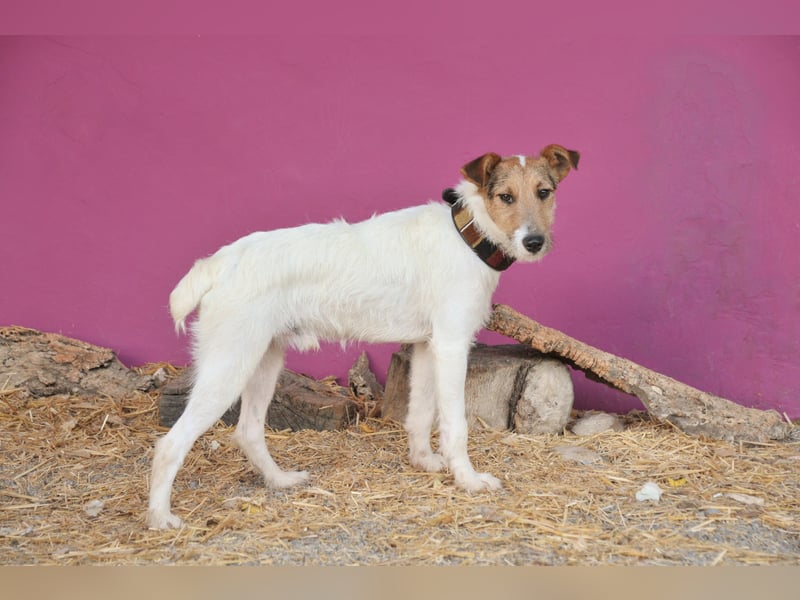 Bist du bereit, mit Foxy durch dick und dünn zu gehen?