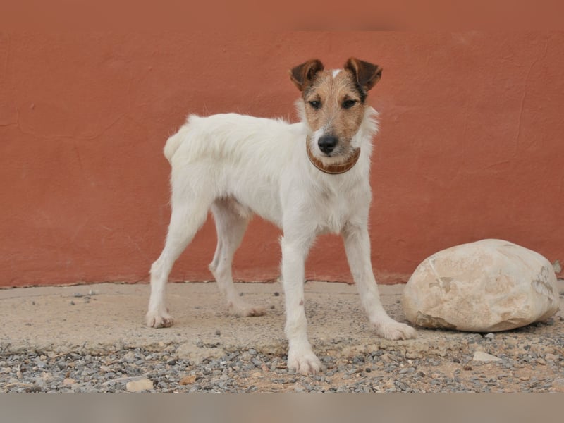 Bist du bereit, mit Foxy durch dick und dünn zu gehen?