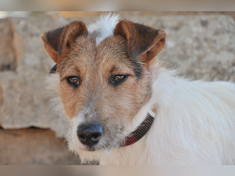 Bist du bereit, mit Foxy durch dick und dünn zu gehen?