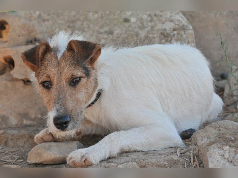 Bist du bereit, mit Foxy durch dick und dünn zu gehen?