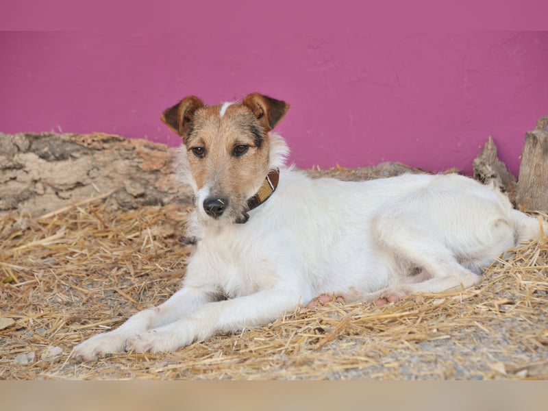 Bist du bereit, mit Foxy durch dick und dünn zu gehen?