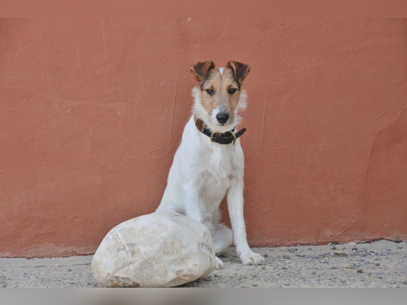 Bist du bereit, mit Foxy durch dick und dünn zu gehen?