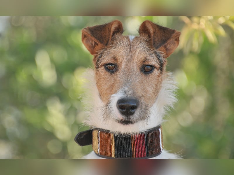 Bist du bereit, mit Foxy durch dick und dünn zu gehen?