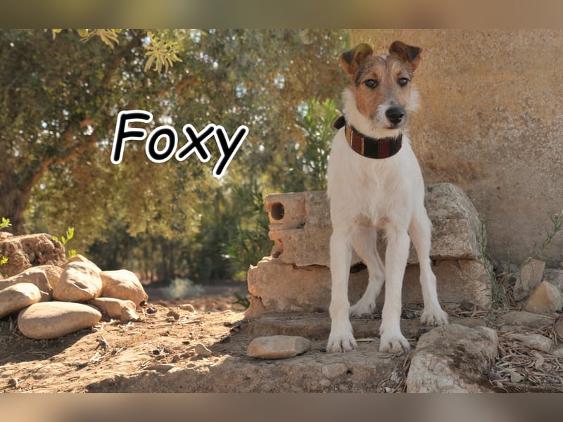 Bist du bereit, mit Foxy durch dick und dünn zu gehen?