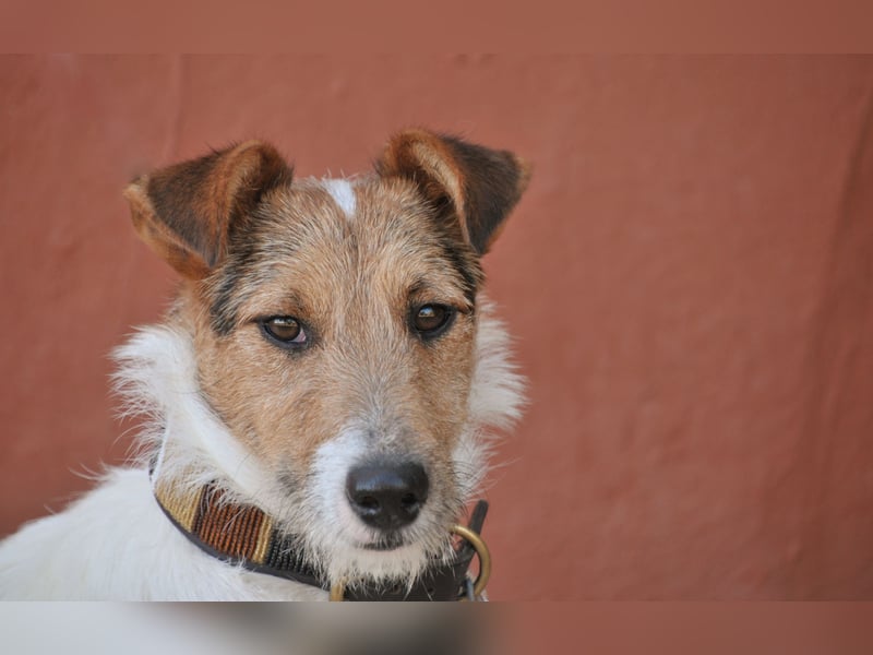 Bist du bereit, mit Foxy durch dick und dünn zu gehen?