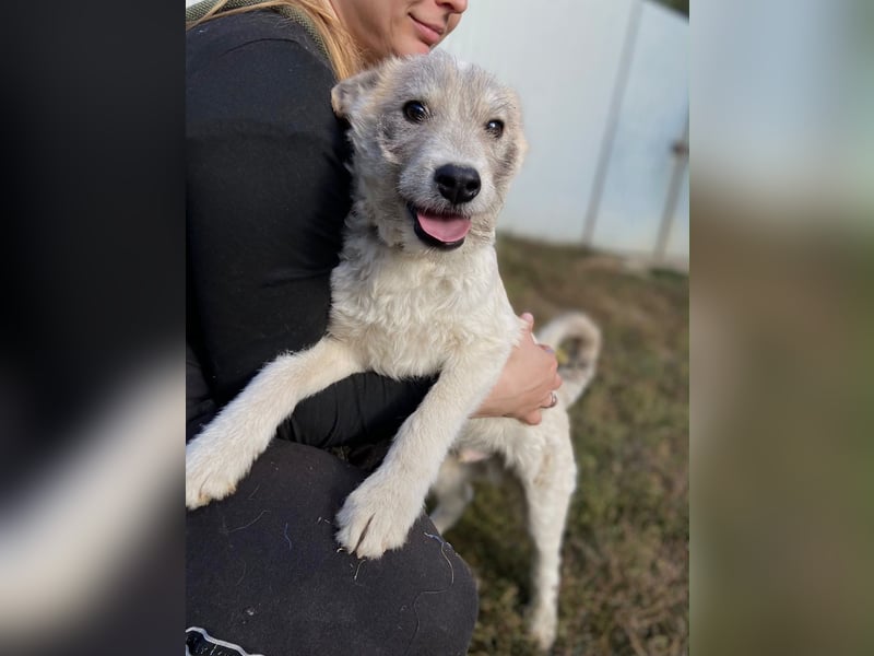 Drahthaar Foxterrier ähnl. Hundejunge, 4-5Mon., rundum sozial