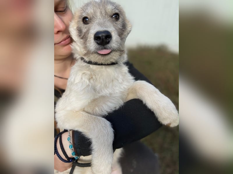 Drahthaar Foxterrier ähnl. Hundejunge, 4-5Mon., rundum sozial