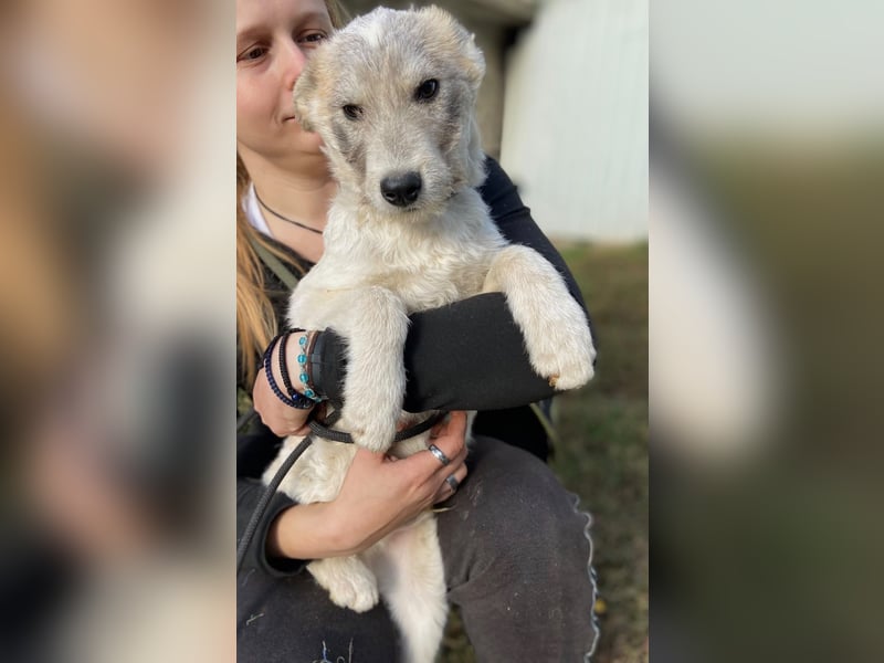 Drahthaar Foxterrier ähnl. Hundejunge, 4-5Mon., rundum sozial