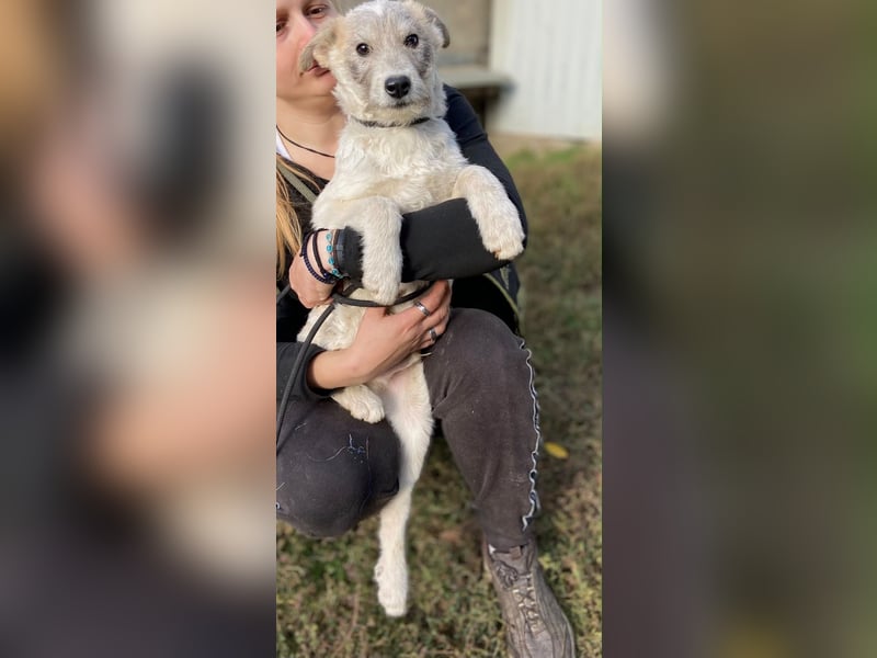 Drahthaar Foxterrier ähnl. Hundejunge, 4-5Mon., rundum sozial