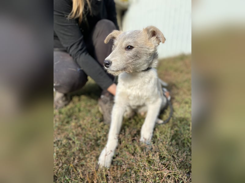 Drahthaar Foxterrier ähnl. Hundejunge, 4-5Mon., rundum sozial