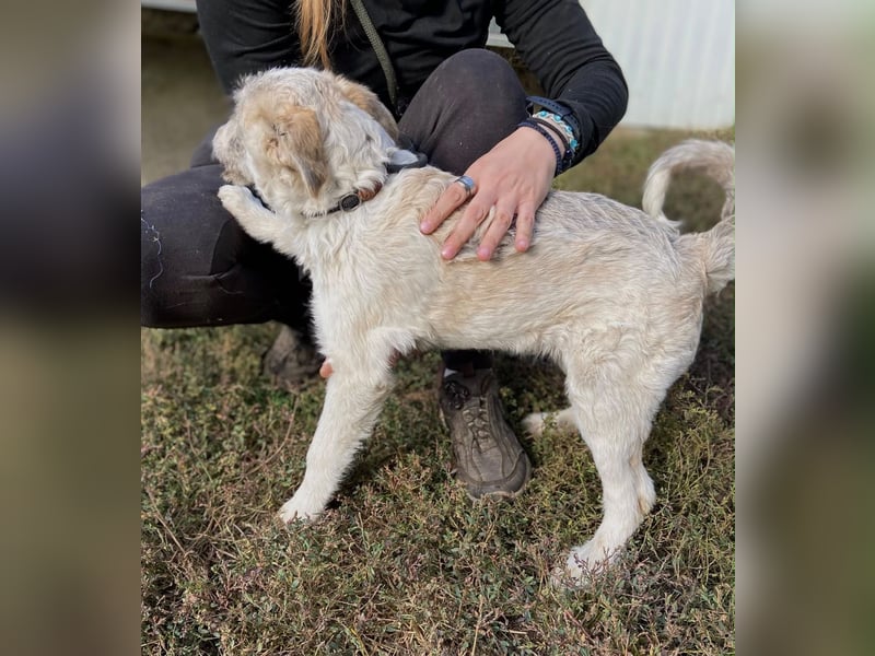 Drahthaar Foxterrier ähnl. Hundejunge, 4-5Mon., rundum sozial