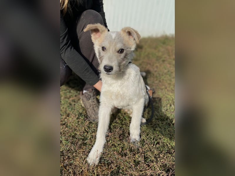 Drahthaar Foxterrier ähnl. Hundejunge, 4-5Mon., rundum sozial