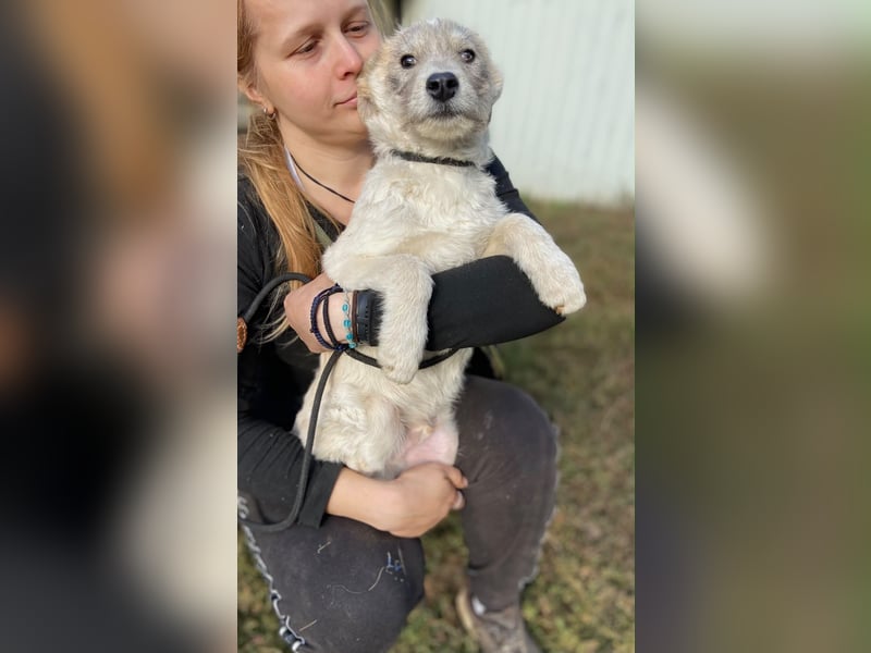 Drahthaar Foxterrier ähnl. Hundejunge, 4-5Mon., rundum sozial