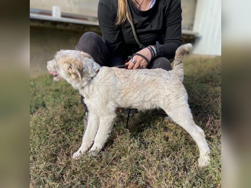 Drahthaar Foxterrier ähnl. Hundejunge, 4-5Mon., rundum sozial