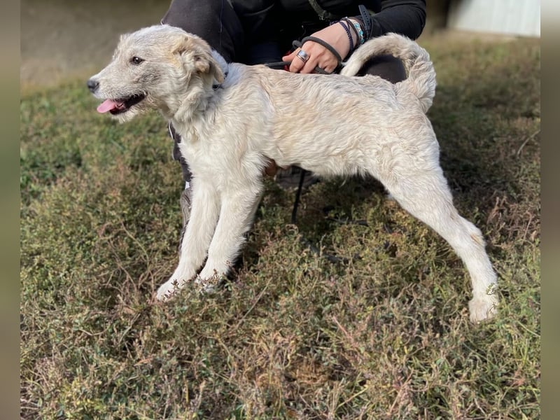 Drahthaar Foxterrier ähnl. Hundejunge, 4-5Mon., rundum sozial