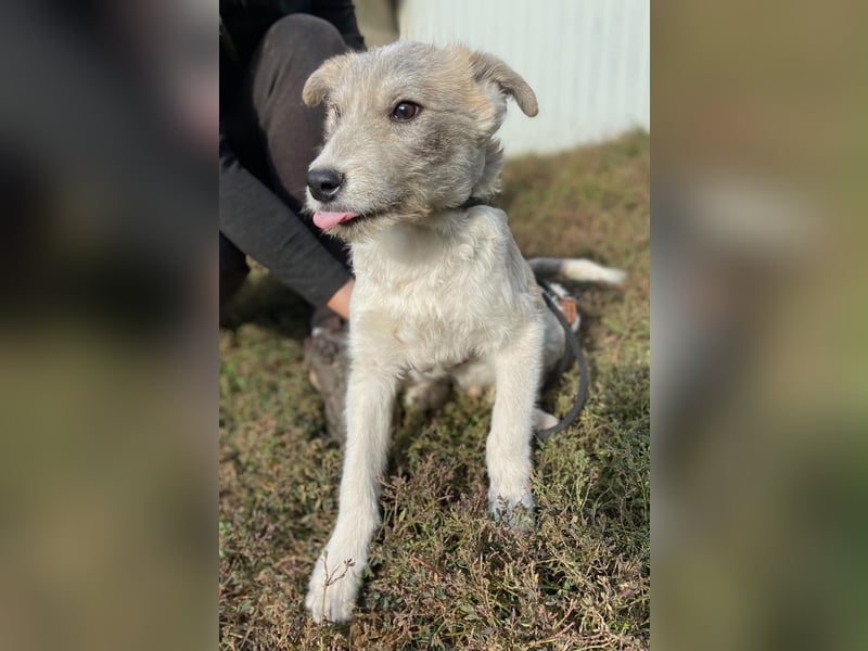 Drahthaar Foxterrier ähnl. Hundejunge, 4-5Mon., rundum sozial