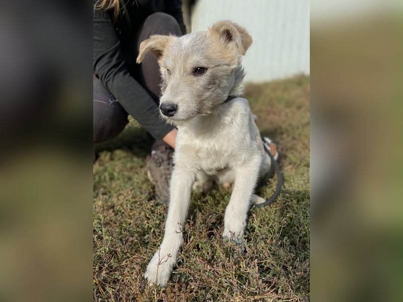 Drahthaar Foxterrier ähnl. Hundejunge, 4-5Mon., rundum sozial