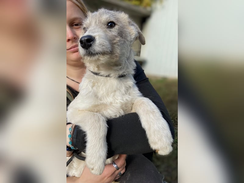 Drahthaar Foxterrier ähnl. Hundejunge, 4-5Mon., rundum sozial
