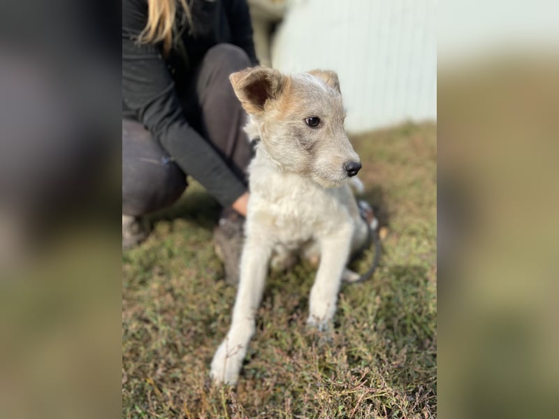 Drahthaar Foxterrier ähnl. Hundejunge, 4-5Mon., rundum sozial