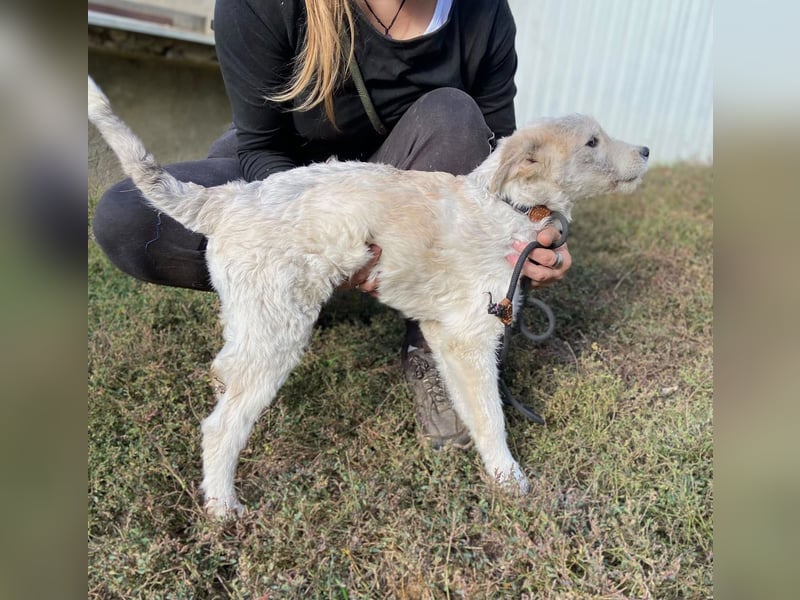 Drahthaar Foxterrier ähnl. Hundejunge, 4-5Mon., rundum sozial