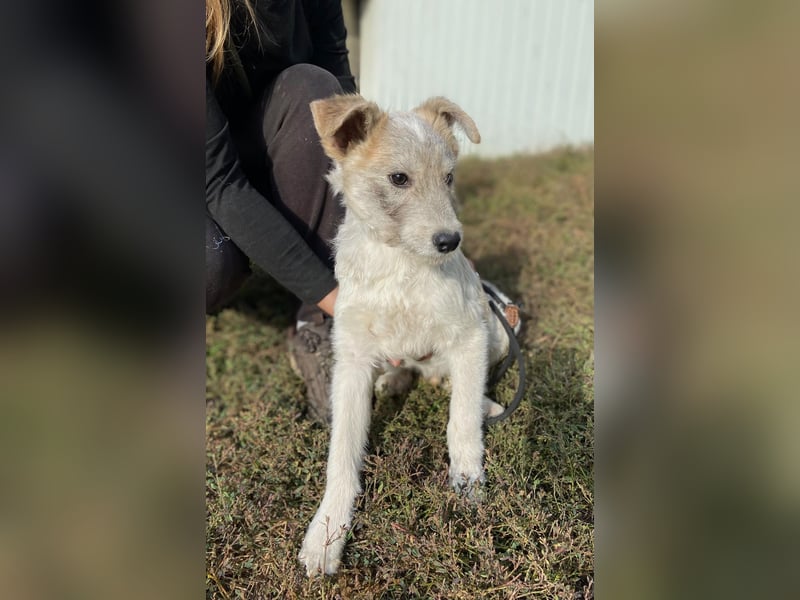 Drahthaar Foxterrier ähnl. Hundejunge, 4-5Mon., rundum sozial