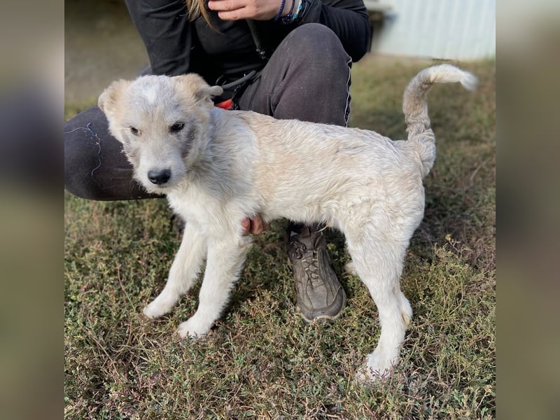 Drahthaar Foxterrier ähnl. Hundejunge, 4-5Mon., rundum sozial