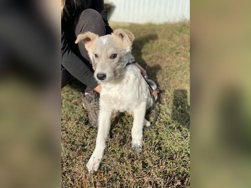 Drahthaar Foxterrier ähnl. Hundejunge, 4-5Mon., rundum sozial