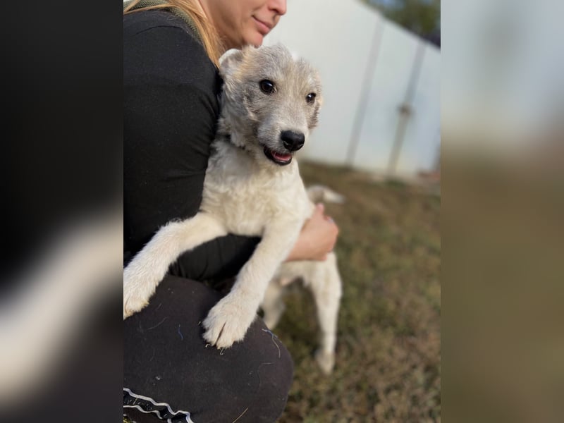 Drahthaar Foxterrier ähnl. Hundejunge, 4-5Mon., rundum sozial