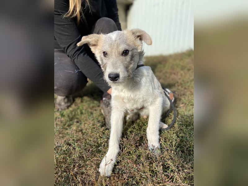 Drahthaar Foxterrier ähnl. Hundejunge, 4-5Mon., rundum sozial
