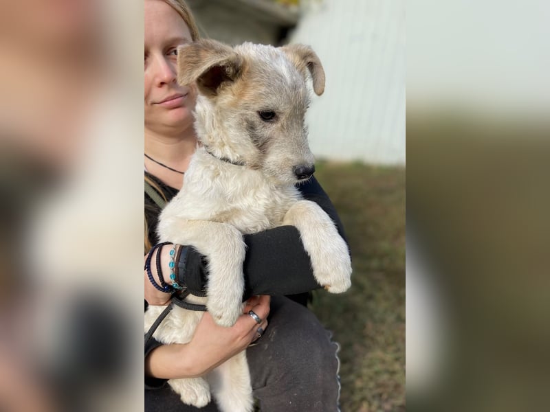 Drahthaar Foxterrier ähnl. Hundejunge, 4-5Mon., rundum sozial