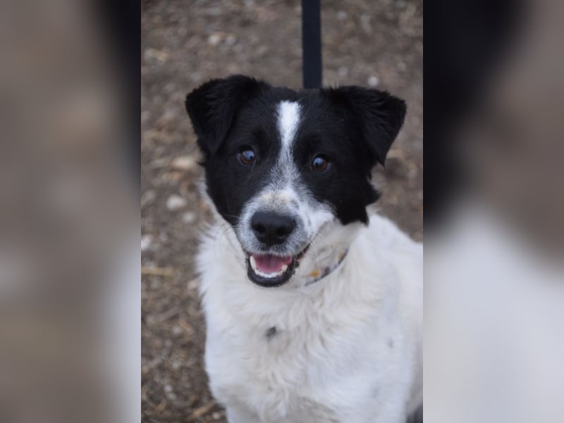 Boris - freundlicher Rüde der den Kontakt zu Menschen schätzt