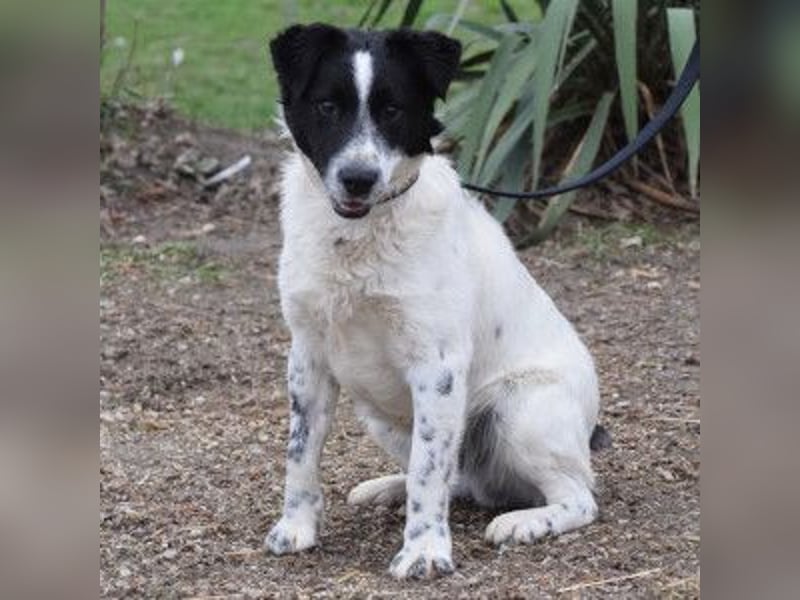 Boris - freundlicher Rüde der den Kontakt zu Menschen schätzt