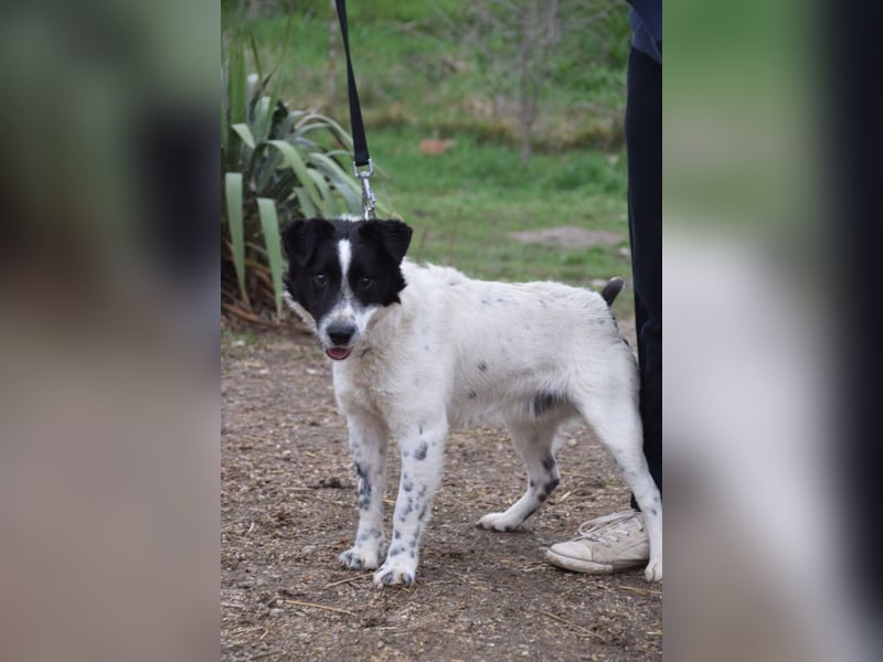 Boris - freundlicher Rüde der den Kontakt zu Menschen schätzt