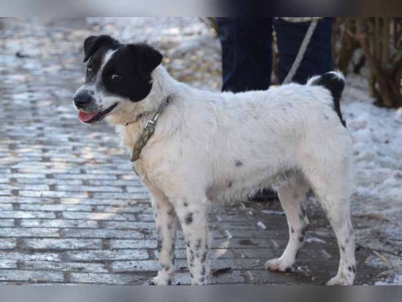 Boris - freundlicher Rüde der den Kontakt zu Menschen schätzt