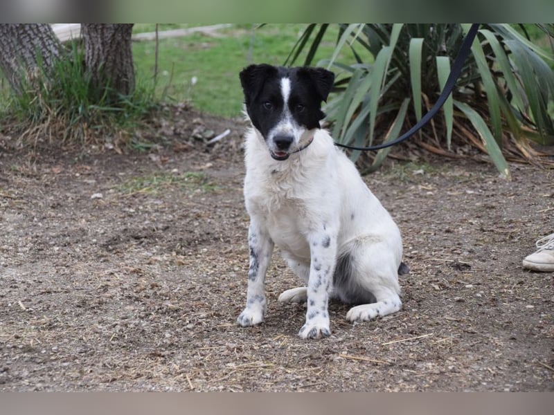 Boris - freundlicher Rüde der den Kontakt zu Menschen schätzt