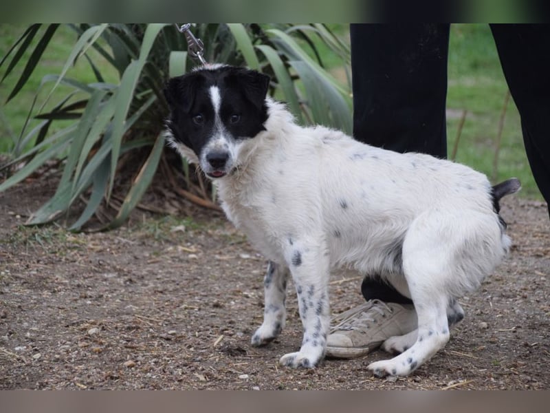 Boris - freundlicher Rüde der den Kontakt zu Menschen schätzt