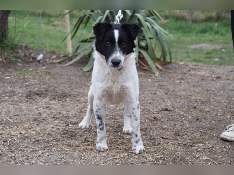 Boris - freundlicher Rüde der den Kontakt zu Menschen schätzt