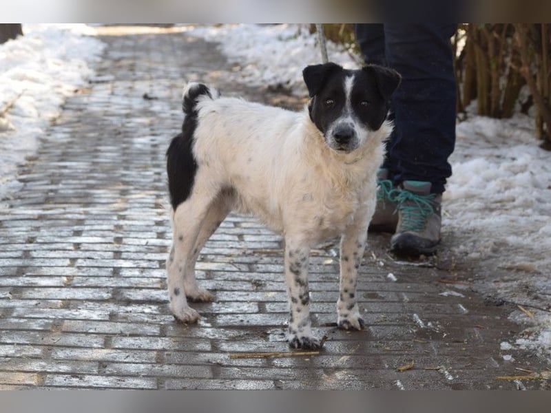 Boris - freundlicher Rüde der den Kontakt zu Menschen schätzt