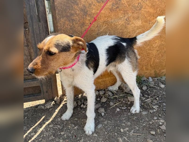 ❤️❤️❤️ liebenswerter BRUNO - 1,5 Jahre, 42cm/14kg - Foxterrier-Mischling