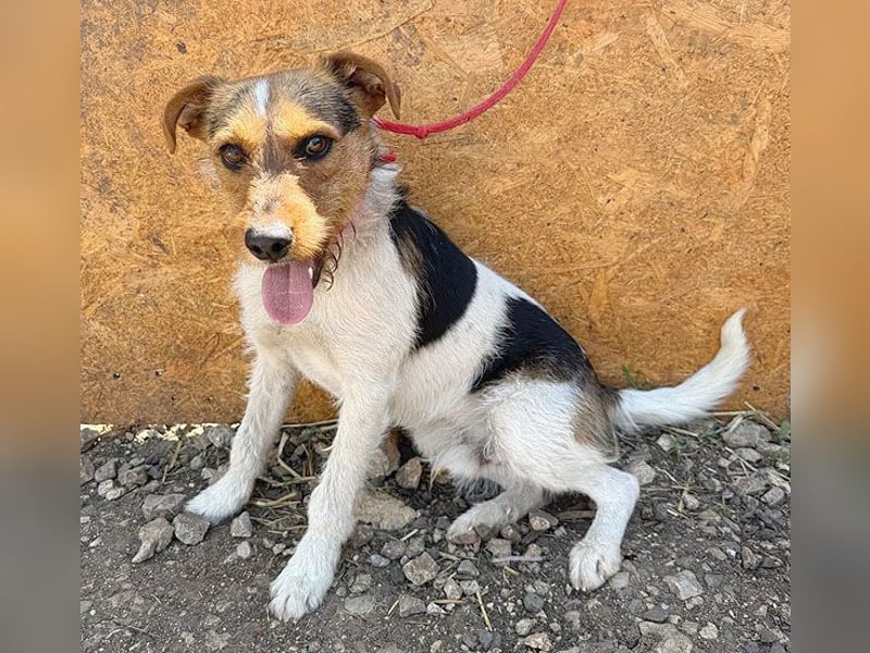 ❤️❤️❤️ liebenswerter BRUNO - 1,5 Jahre, 42cm/14kg - Foxterrier-Mischling