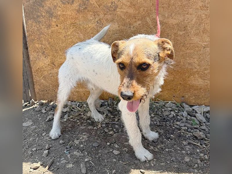 ❤️❤️❤️ liebenswerter BRUNO - 1,5 Jahre, 42cm/14kg - Foxterrier-Mischling