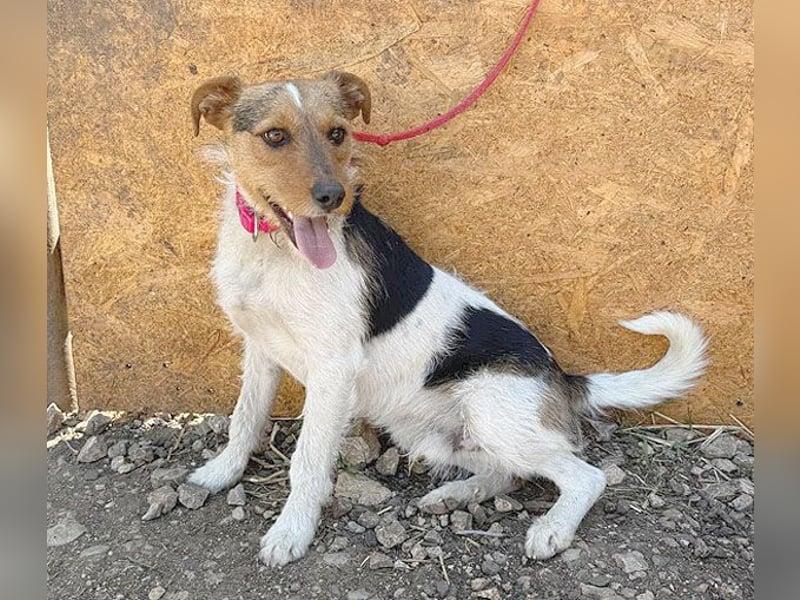 ❤️❤️❤️ liebenswerter BRUNO - 1,5 Jahre, 42cm/14kg - Foxterrier-Mischling