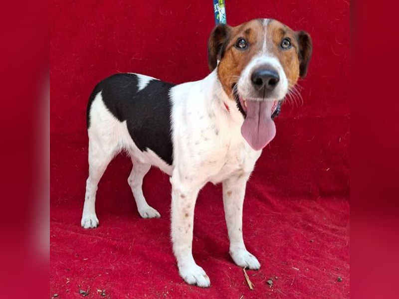wunderschöner FILOU - 4,5 Jahre, 42cm/12kg - Foxi-Mix