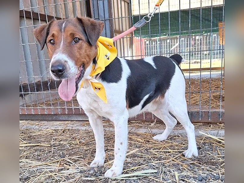 wunderschöner FILOU - 4,5 Jahre, 42cm/12kg - Foxi-Mix