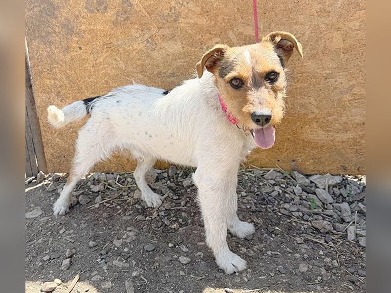 ❤️❤️❤️ liebenswerter BRUNO - 1,5 Jahre, 42cm/14kg - Foxterrier-Mischling