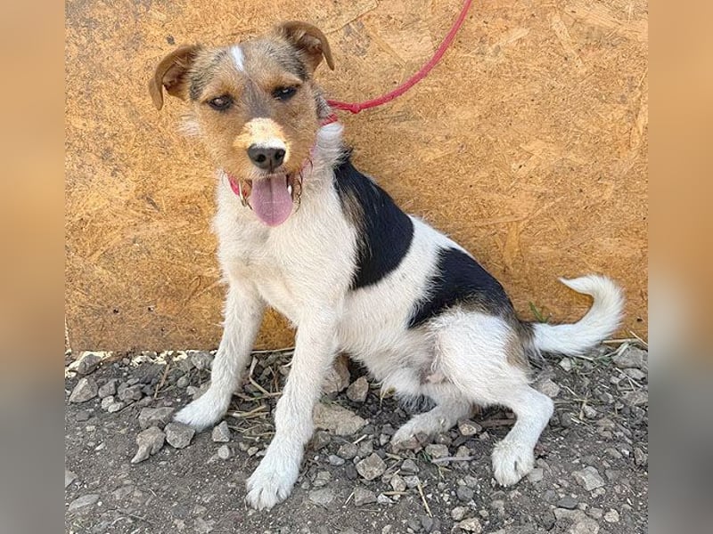 ❤️❤️❤️ liebenswerter BRUNO - 1,5 Jahre, 42cm/14kg - Foxterrier-Mischling