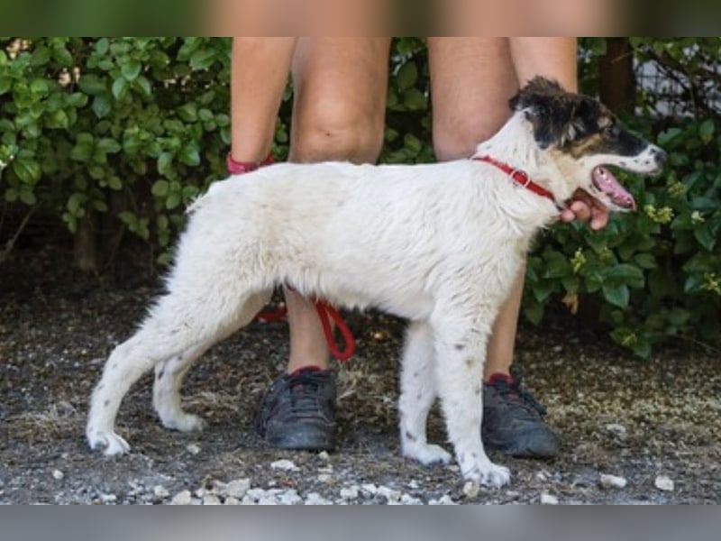Lipot SI – aktiver Terriermix sucht Menschen mit Herz und Verstand ❤️