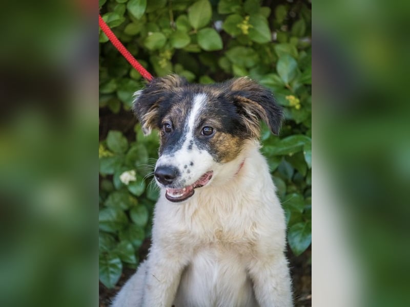 Lipot SI – aktiver Terriermix sucht Menschen mit Herz und Verstand ❤️